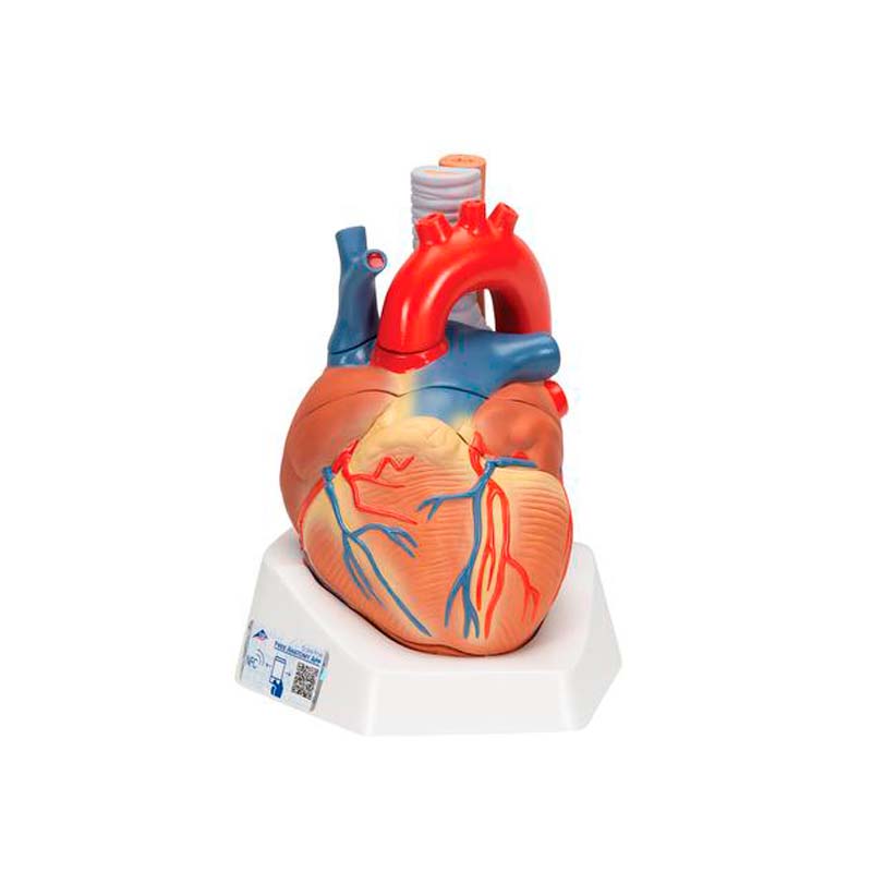 Modelo de corazón humano, 7 piezas smart Anatomy | MEQUIM  Modelo de  corazón humano, 7 piezas smart Anatomy | MEQUIM 